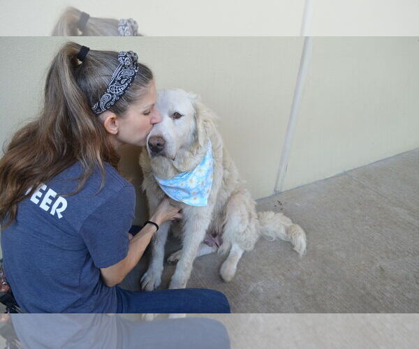 Medium Photo #3 Great Pyrenees-Unknown Mix Puppy For Sale in McKinney, TX, USA