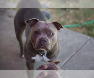 Mother of the American Bully puppies born on 10/29/2021