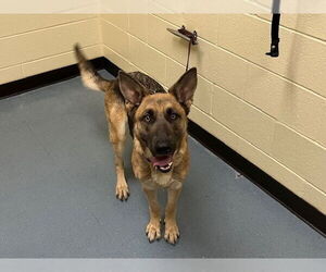 German Shepherd Dog Dogs for adoption in Denver, CO, USA