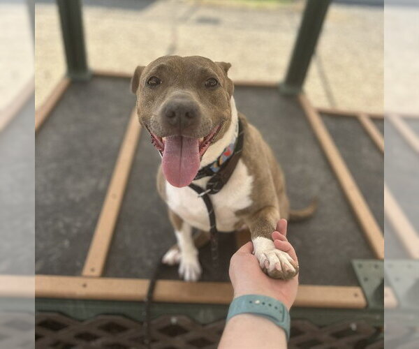 Medium Photo #1 American Pit Bull Terrier-Unknown Mix Puppy For Sale in Palmetto, FL, USA