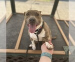 Small American Pit Bull Terrier Mix