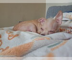 Small #1 Chihuahua Mix