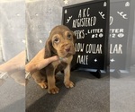 Puppy Yellow collar 2 Bloodhound