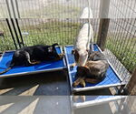 Small #5 German Shepherd Dog