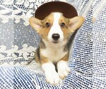 Small Photo #8 Pembroke Welsh Corgi Puppy For Sale in NORWOOD, MO, USA