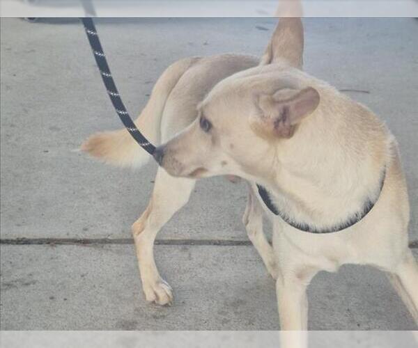 Medium Photo #1 Siberian Husky-Unknown Mix Puppy For Sale in Texas City, TX, USA