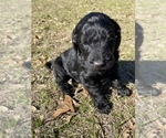 Small Photo #1 Labradoodle Puppy For Sale in HOCKLEY, TX, USA