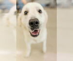 Small #1 Labrador Retriever Mix