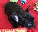 Small Photo #11 French Bulldog Puppy For Sale in CHARLESTON, SC, USA