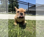 Small Photo #5 French Bulldog Puppy For Sale in SAYREVILLE, NJ, USA