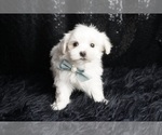Small #1 Maltese