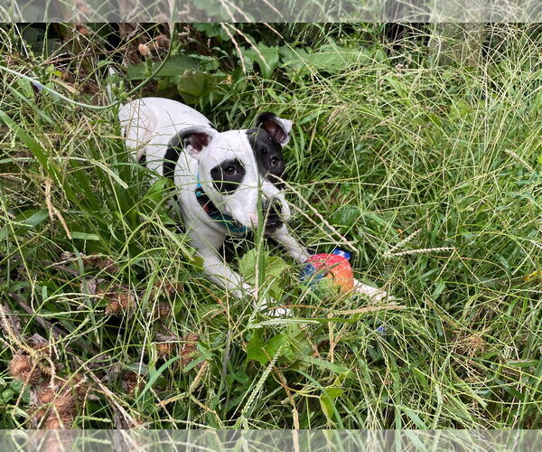 Medium Photo #30 American Pit Bull Terrier Puppy For Sale in Germantown, OH, USA