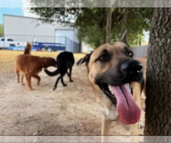 Medium Photo #2 Mutt Puppy For Sale in Winston Salem, NC, USA