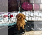 Small Cavapoo