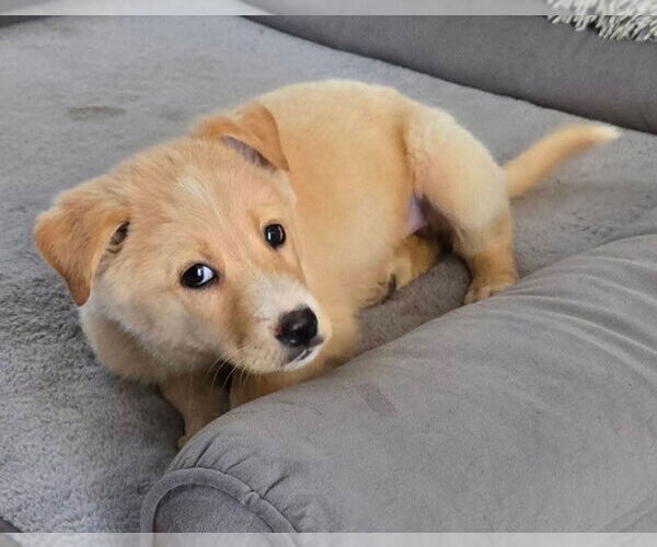 Medium Photo #3 Australian Shepherd-German Shepherd Dog Mix Puppy For Sale in Lakewood, CO, USA