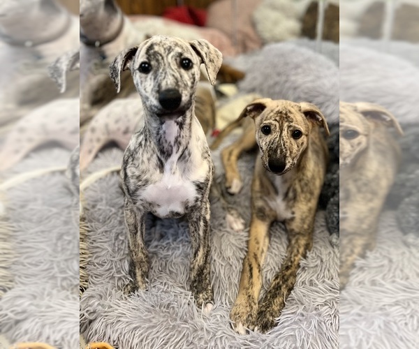 Medium Photo #2 Whippet Puppy For Sale in SOUTH SIOUX CITY, NE, USA
