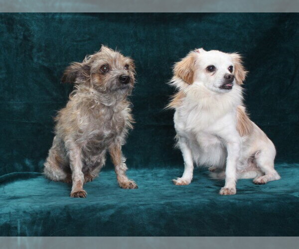 Medium Photo #2 Mutt Puppy For Sale in Burbank, CA, USA