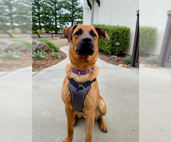 Medium Photo #3 German Shepherd Dog-Unknown Mix Puppy For Sale in Elk Grove, CA, USA