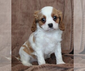Bichon Frise-Cavachon Mix Puppy for sale in FREDERICKSBURG, OH, USA