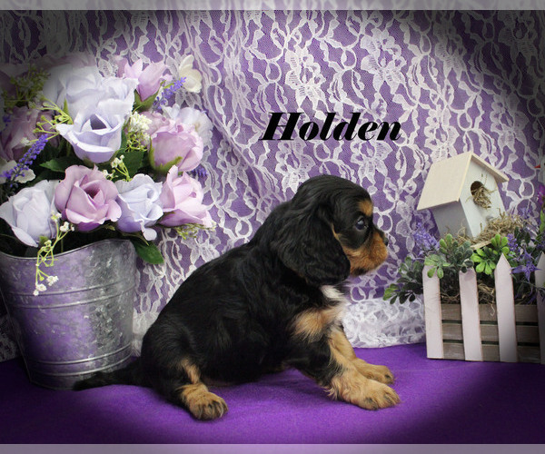 Medium Photo #16 Cavalier King Charles Spaniel Puppy For Sale in CHANUTE, KS, USA