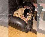 Small #18 Labrador Retriever Mix