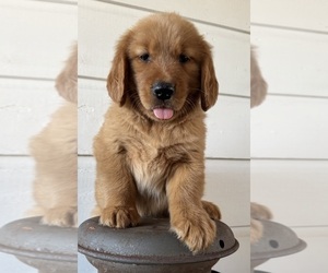 Golden Retriever Litter for sale in COSHOCTON, OH, USA