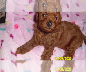 Poodle (Toy) Puppy for sale in DULUTH, GA, USA