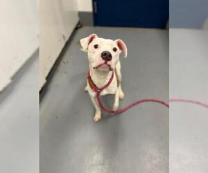 Mutt Dogs for adoption in Peoria, IL, USA