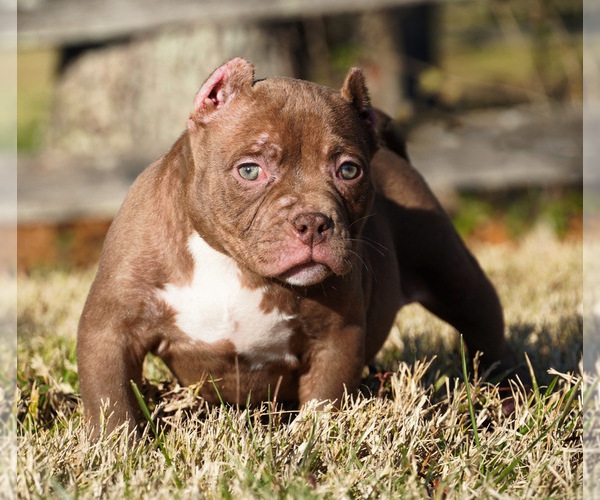 View Ad American Bully Puppy for Sale near Kentucky, FERN