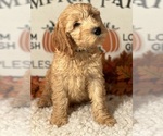 Small #1 Goldendoodle (Miniature)