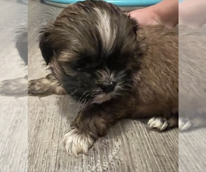 Shih Tzu Puppy for Sale in JOHNSTOWN, Pennsylvania USA