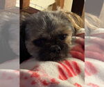 Small Shih Tzu