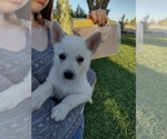 Small Photo #3 German Shepherd Dog Puppy For Sale in TONOPAH, NV, USA