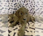 Small #3 Goldendoodle