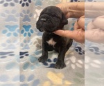 Small Photo #5 Cane Corso Puppy For Sale in LAVEEN, AZ, USA