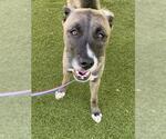 AMATERESU - Female Siberian Husky-Unknown Mix Dog for Adoption - Small photo