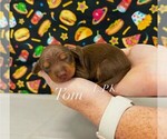 Image preview for Ad Listing. Nickname: Tom