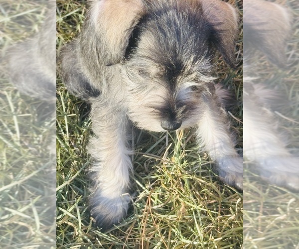 Medium Photo #6 Schnauzer (Miniature) Puppy For Sale in AUGUSTA, GA, USA