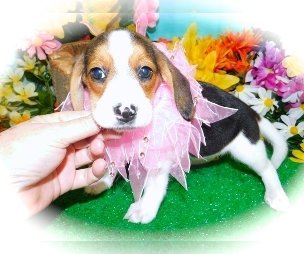 Medium Photo #5 Beagle Puppy For Sale in HAMMOND, IN, USA