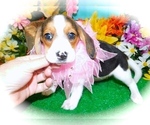 Small Photo #5 Beagle Puppy For Sale in HAMMOND, IN, USA