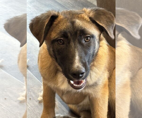 Medium Photo #28 German Shepherd Dog Puppy For Sale in Seattle, WA, USA