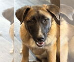 Small #27 German Shepherd Dog