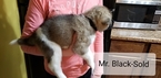 Small Photo #17 Akita Puppy For Sale in HUTCHINSON, MN, USA