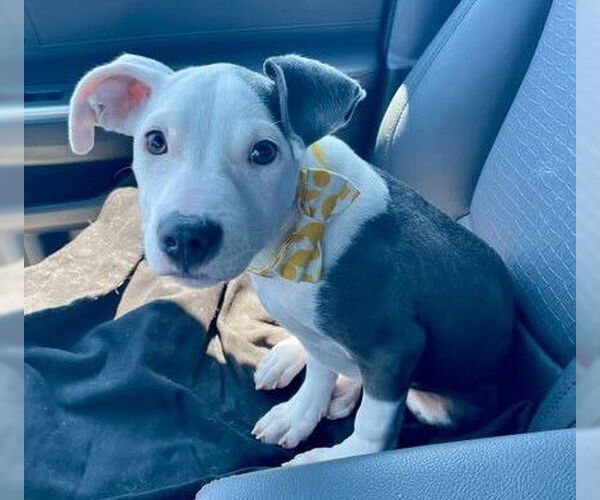 Medium Photo #12 Staffordshire Bull Terrier-Unknown Mix Puppy For Sale in New York, NY, USA