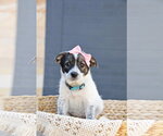 Small #2 Cairn Terrier Mix