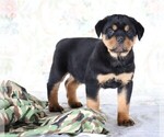 Small #2 Rottweiler