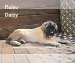 Litter of 9 - Female MastiffLitter of Puppies for Sale - Photo #8