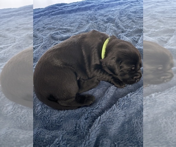 Medium Photo #4 Labrador Retriever Puppy For Sale in LEMON GROVE, CA, USA