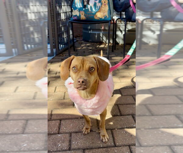 Medium Photo #17 Chiweenie Puppy For Sale in Mooresville, NC, USA