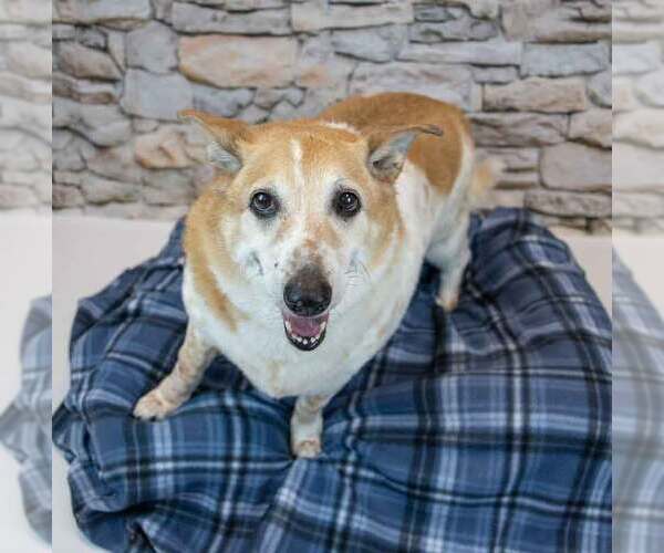 Medium Photo #2 Basset Hound-Unknown Mix Puppy For Sale in Kennesaw, GA, USA